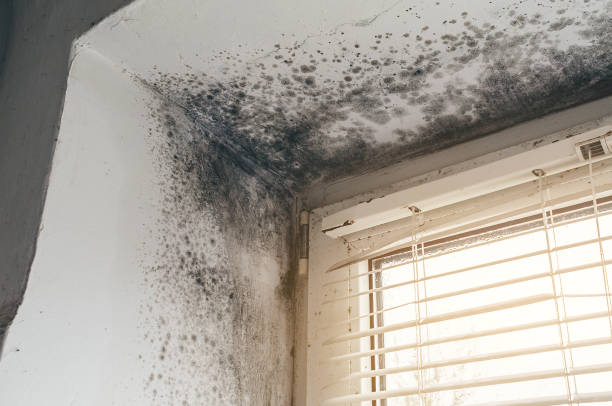 Affordable Mold Remediation solutions in Mount Airy, NC